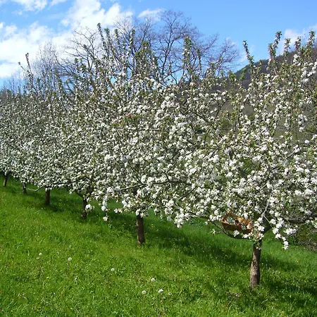Feriehus De Mailhac Loubieres